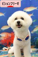 にほんブログ村 犬ブログ ビションフリーゼへ