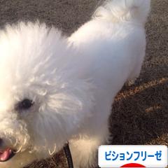 にほんブログ村 犬ブログ ビションフリーゼへ