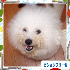 にほんブログ村 犬ブログ ビションフリーゼへ