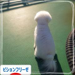 にほんブログ村 犬ブログ ビションフリーゼへ