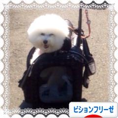 にほんブログ村 犬ブログ ビションフリーゼへ