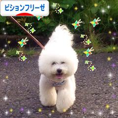 にほんブログ村 犬ブログ ビションフリーゼへ