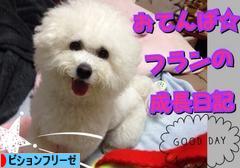 にほんブログ村 犬ブログ ビションフリーゼへ