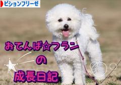 にほんブログ村 犬ブログ ビションフリーゼへ