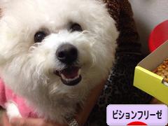 にほんブログ村 犬ブログ ビションフリーゼへ