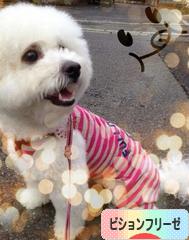 にほんブログ村 犬ブログ ビションフリーゼへ