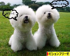 にほんブログ村 犬ブログ ビションフリーゼへ