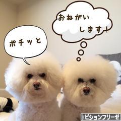 にほんブログ村 犬ブログ ビションフリーゼへ