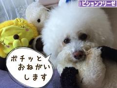 にほんブログ村 犬ブログ ビションフリーゼへ