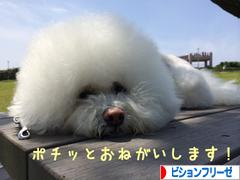 にほんブログ村 犬ブログ ビションフリーゼへ