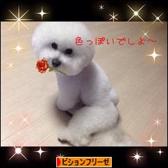 にほんブログ村 犬ブログ ビションフリーゼへ