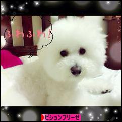 にほんブログ村 犬ブログ ビションフリーゼへ