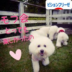 にほんブログ村 犬ブログ ビションフリーゼへ