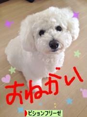 にほんブログ村 犬ブログ ビションフリーゼへ