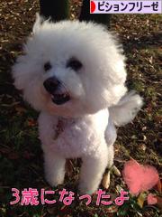 にほんブログ村 犬ブログ ビションフリーゼへ