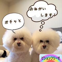 にほんブログ村 犬ブログ ビションフリーゼへ