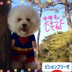 にほんブログ村 犬ブログ ビションフリーゼへ