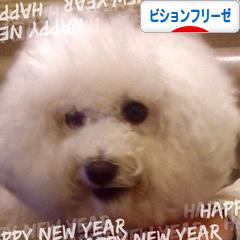 にほんブログ村 犬ブログ ビションフリーゼへ