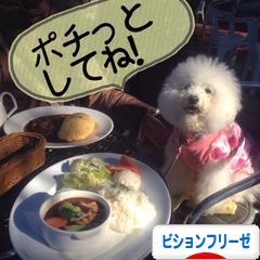 にほんブログ村 犬ブログ ビションフリーゼへ