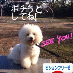 にほんブログ村 犬ブログ ビションフリーゼへ