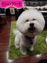 にほんブログ村 犬ブログ ビションフリーゼへ