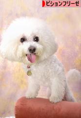 にほんブログ村 犬ブログ ビションフリーゼへ