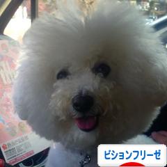 にほんブログ村 犬ブログ ビションフリーゼへ