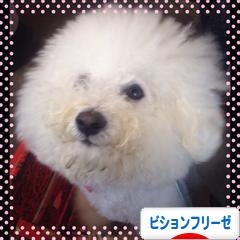 にほんブログ村 犬ブログ ビションフリーゼへ