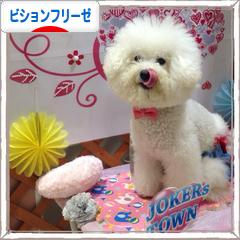 にほんブログ村 犬ブログ ビションフリーゼへ