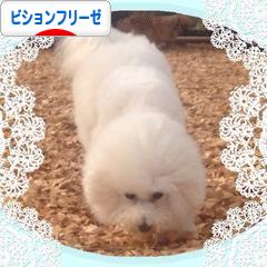 にほんブログ村 犬ブログ ビションフリーゼへ