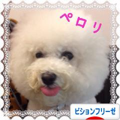 にほんブログ村 犬ブログ ビションフリーゼへ