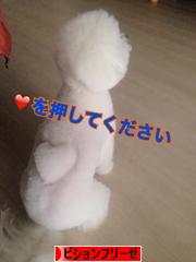 にほんブログ村 犬ブログ ビションフリーゼへ