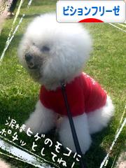 にほんブログ村 犬ブログ ビションフリーゼへ