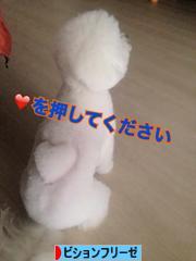 にほんブログ村 犬ブログ ビションフリーゼへ