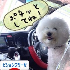 にほんブログ村 犬ブログ ビションフリーゼへ