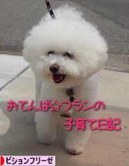 にほんブログ村 犬ブログ ビションフリーゼへ