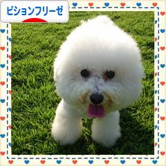 にほんブログ村 犬ブログ ビションフリーゼへ