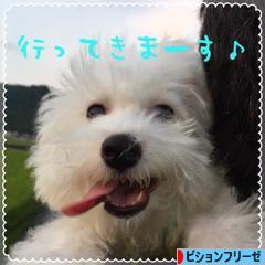 にほんブログ村 犬ブログ ビションフリーゼへ