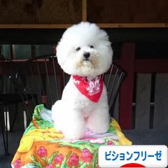 にほんブログ村 犬ブログ ビションフリーゼへ