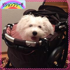 にほんブログ村 犬ブログ ビションフリーゼへ