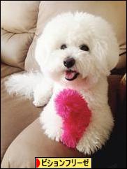 にほんブログ村 犬ブログ ビションフリーゼへ