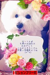 にほんブログ村 犬ブログ ビションフリーゼへ