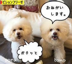 にほんブログ村 犬ブログ ビションフリーゼへ