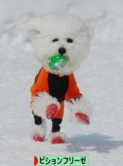 にほんブログ村 犬ブログ ビションフリーゼへ