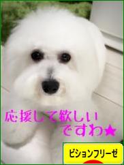 にほんブログ村 犬ブログ ビションフリーゼへ