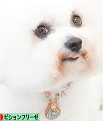 にほんブログ村 犬ブログ ビションフリーゼへ