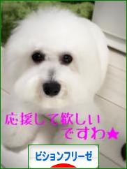 にほんブログ村 犬ブログ ビションフリーゼへ