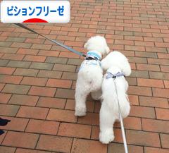 にほんブログ村 犬ブログ ビションフリーゼへ