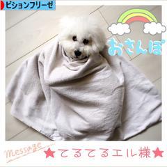 にほんブログ村 犬ブログ ビションフリーゼへ