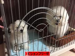 にほんブログ村 犬ブログ ビションフリーゼへ